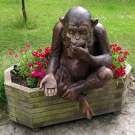 Hollow Cast Bronze Chimpanzee : Brains the Thinking Chimp