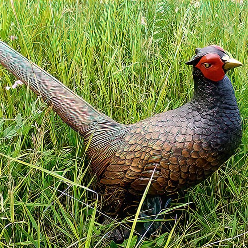 Hollow Cast Bronze Bird : Pheasant : Life Size Young
