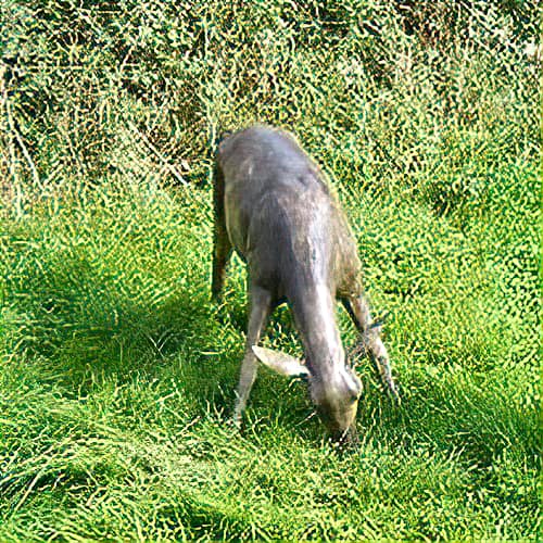Hollow Cast Bronze Deer : White-tailed Deer Hind : Grazing